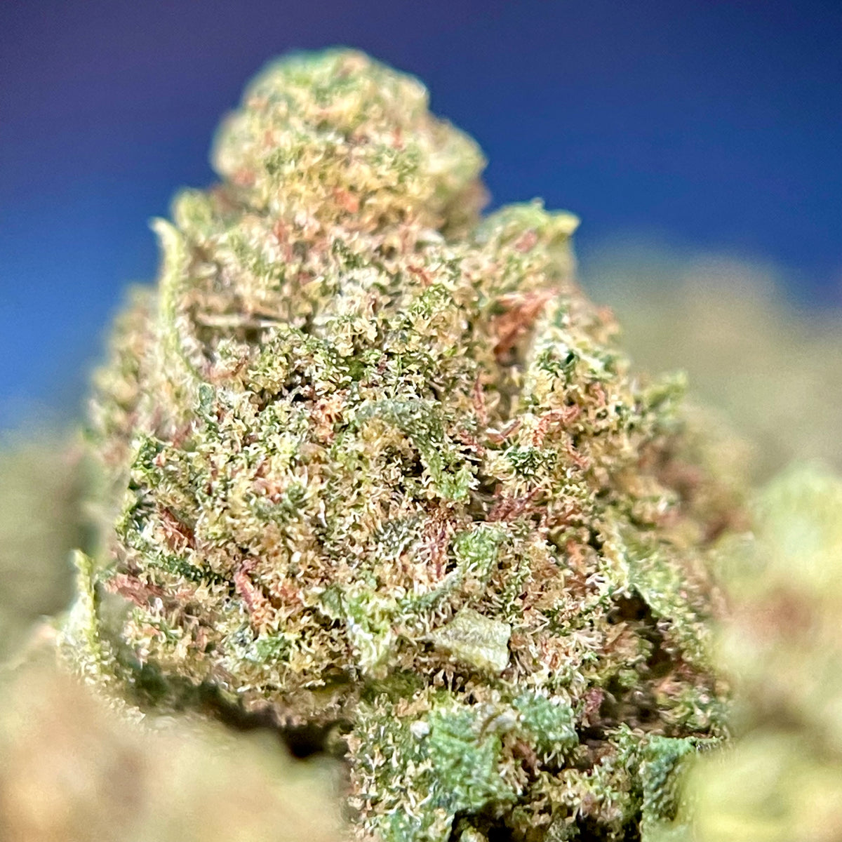 CALYPO, fleurs CBD — détail des fleurs et des trichomes