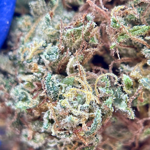 SKUNK JAM | HIGH GRADE CBD | Light Dep Culture | Collab Les Plantes de Tomine x Terpz en Herbe