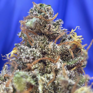 LEGENDARY ORANGE DIESEL | HIGH GRADE CBD | Cultivée en Indoor Sol Vivant par “KANAB'YO”