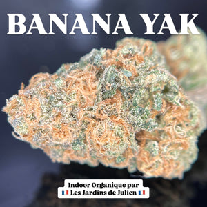 BANANA YAK | HIGH GRADE CBD | Cultivée en Indoor Organique par "Les Jardins de Julien CBD"