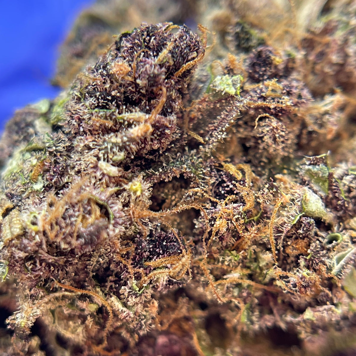 DONATELLO, fleurs CBD — vue rapprochée des têtes
