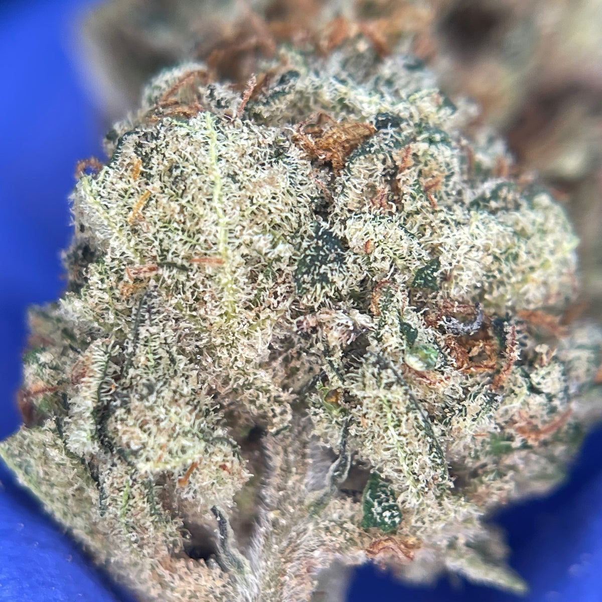 LEMON GRACE, fleurs CBD — détail des fleurs et des trichomes
