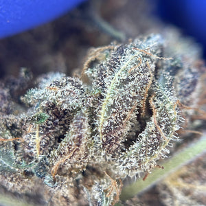 SHAO x OZK | HIGH GRADE CBD | Cultivée en Indoor Organique par "APEX CBD"