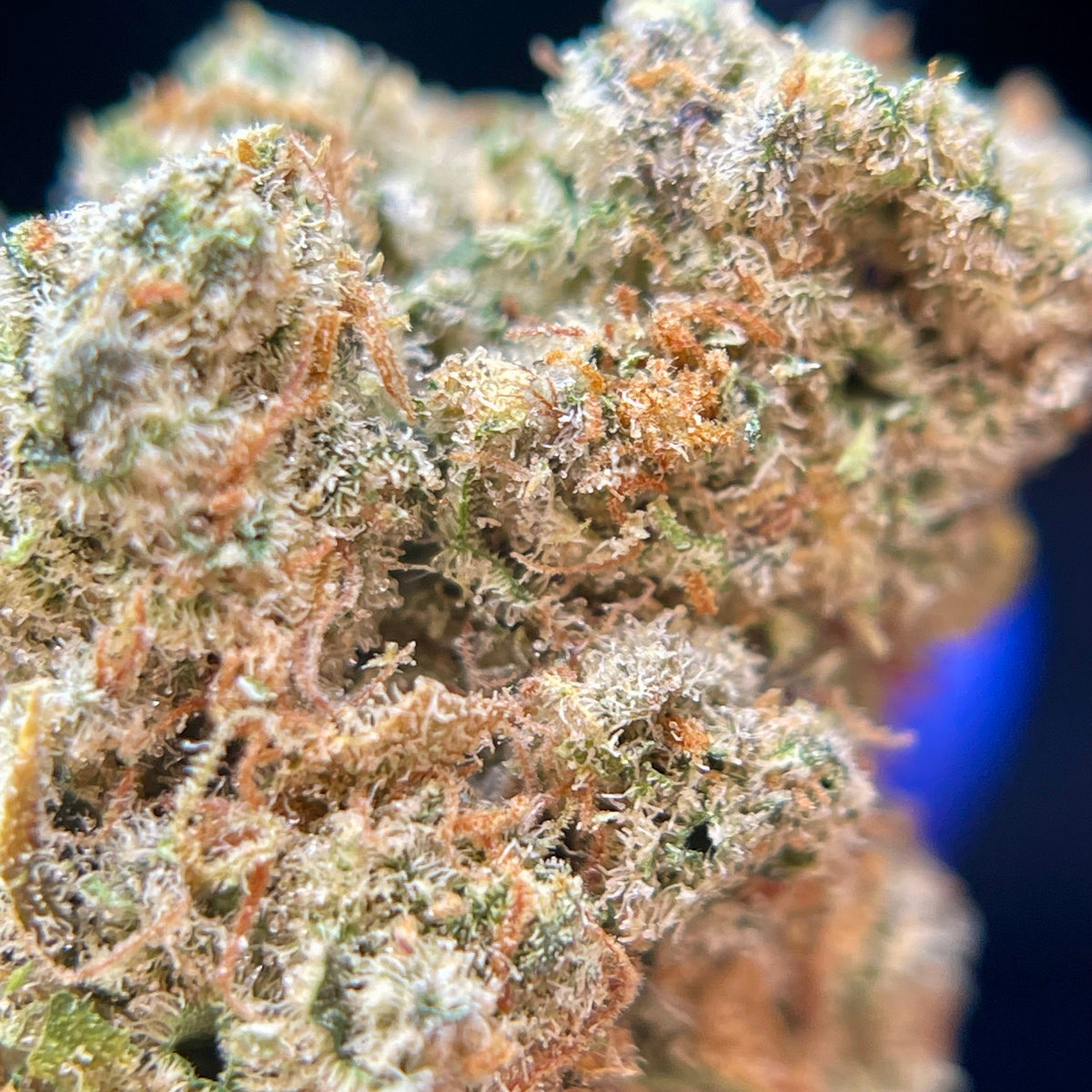 AMNESIA LEMON, fleurs CBD — fleurs présentées en gros plan
