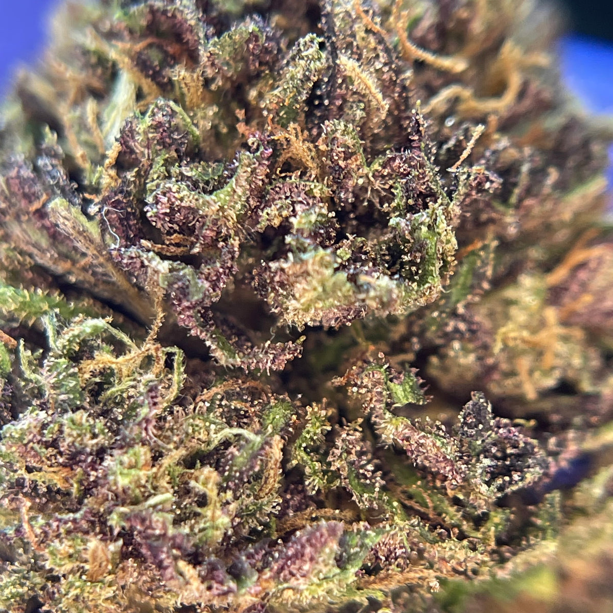 SAUCIÈRE, fleurs CBD — détail des fleurs et des trichomes