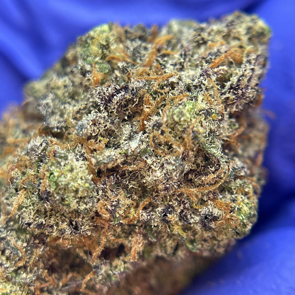 SOUR APPLE GRANITA, fleurs CBD — fleurs présentées en gros plan