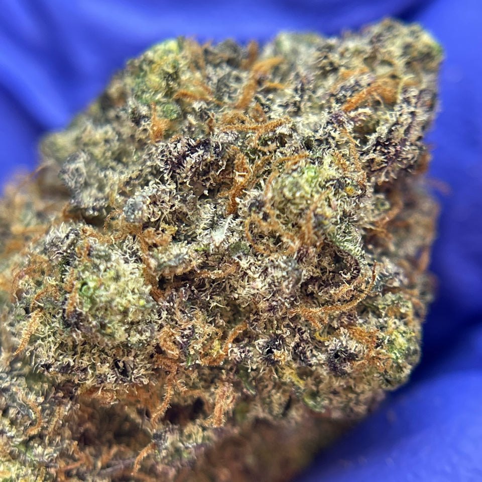 SOUR APPLE GRANITA | Indoor Living Soil Française Premium | Original Growing