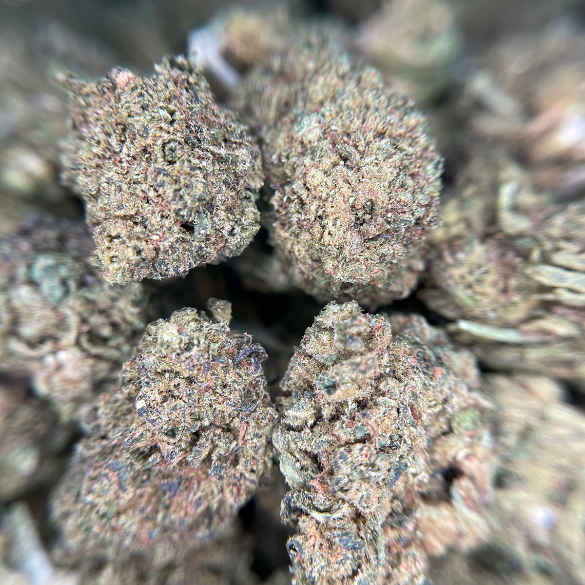 GOAT BUTTER, fleurs CBD — détail des fleurs et des trichomes