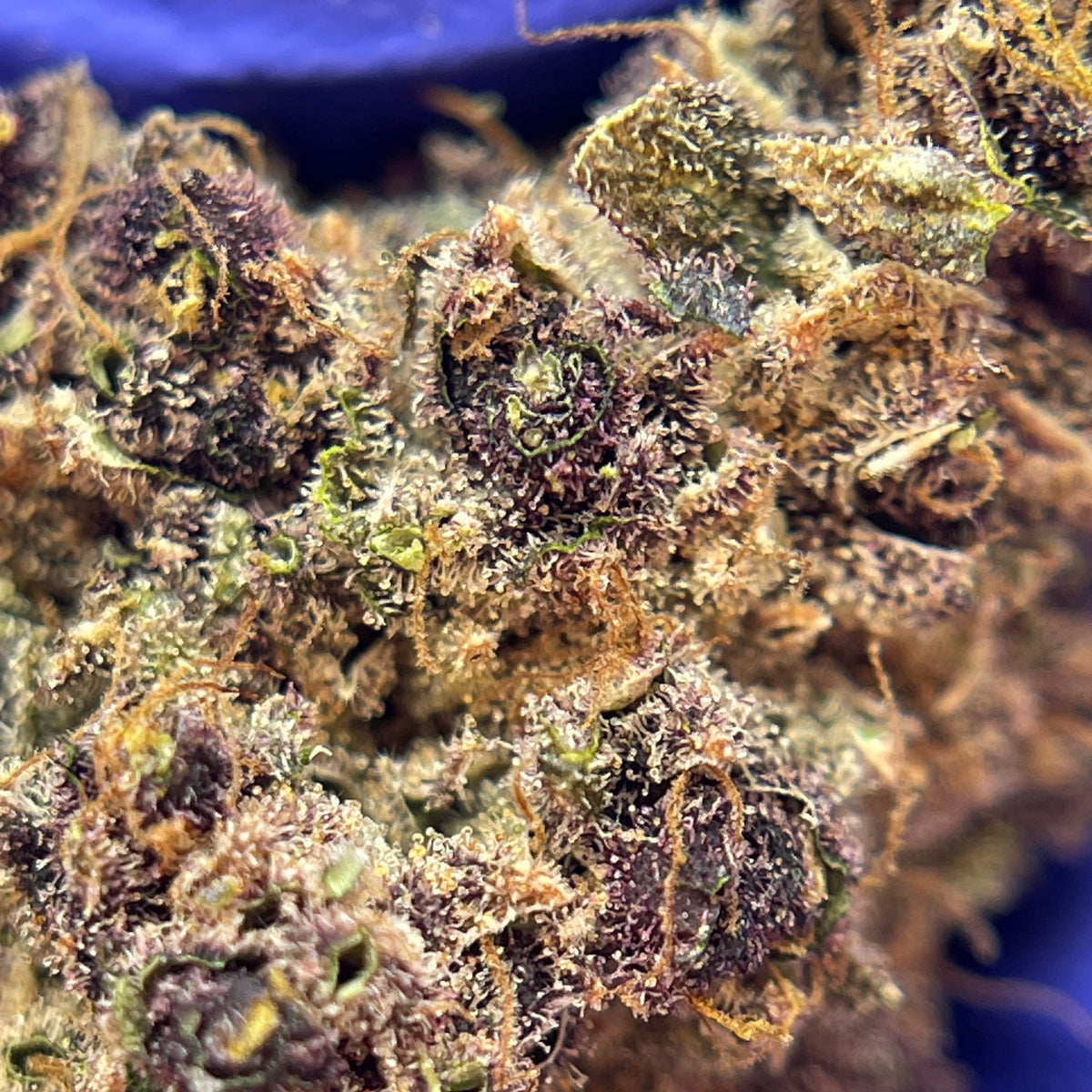 DONATELLO, fleurs CBD — autre vue des fleurs