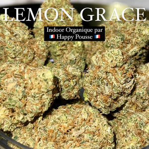 LEMON GRACE | HIGH GRADE CBD | Cultivée en Indoor Organique par “Happy Pousse”