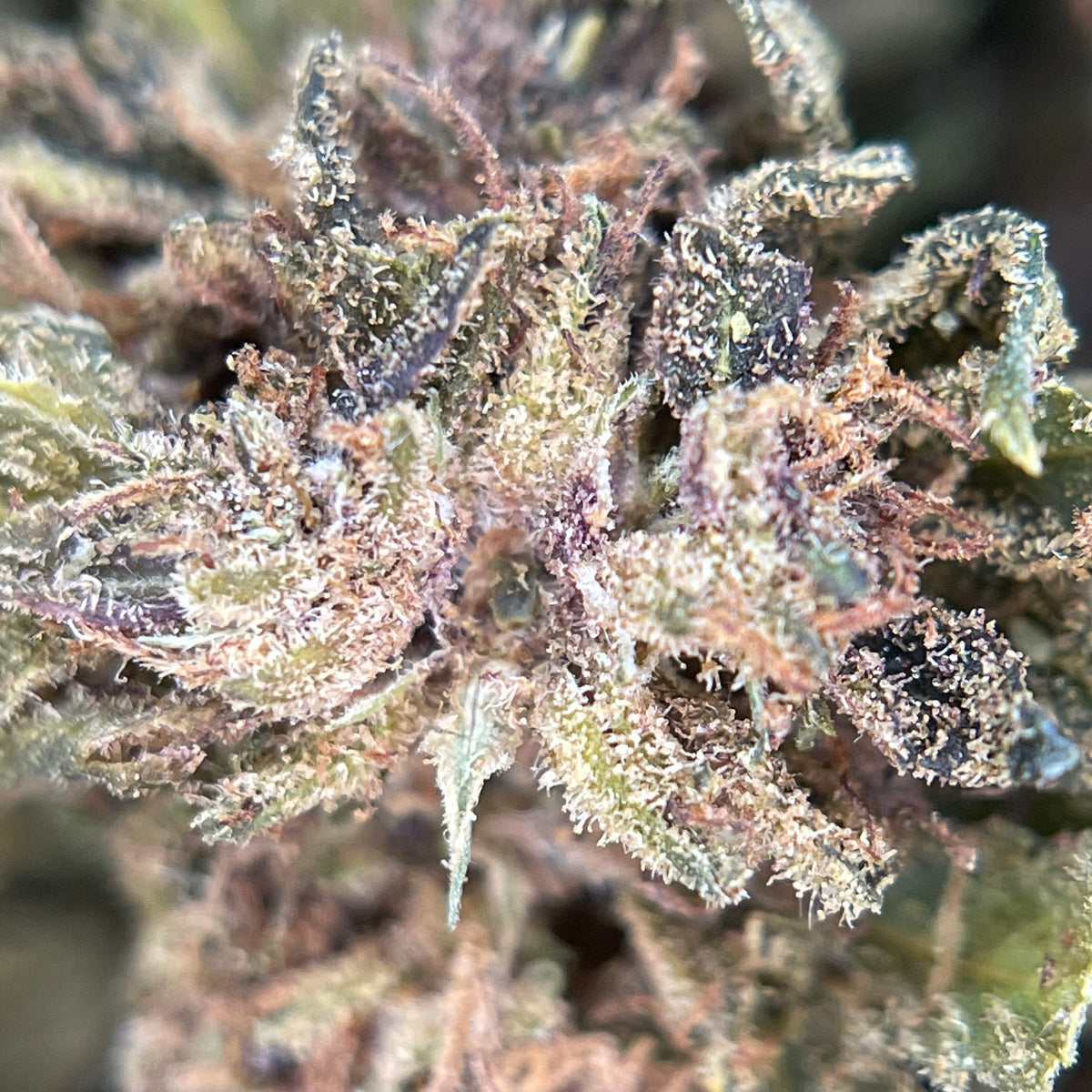 BANANA YAK CBD, fleurs CBD — détail de la structure des fleurs