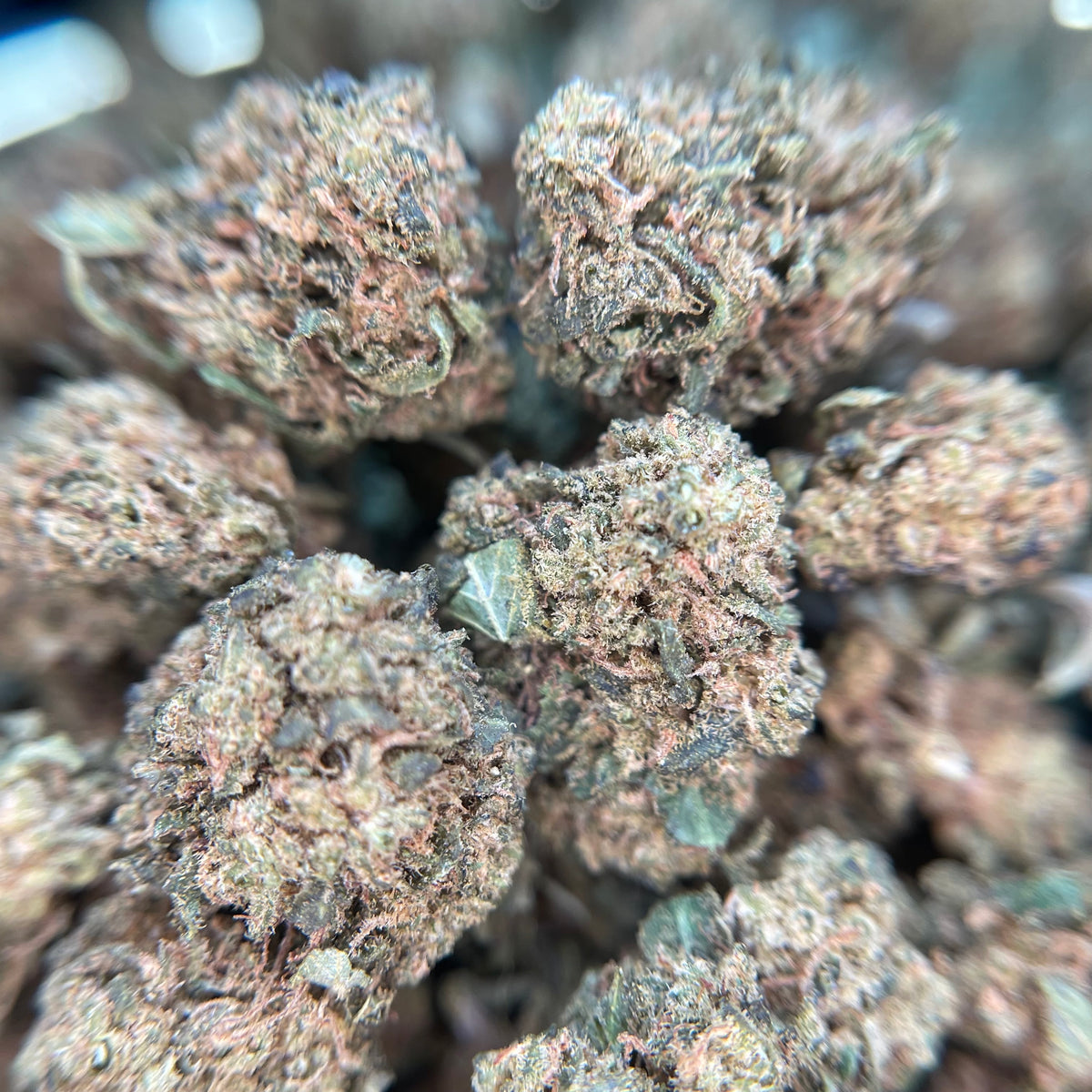 GUAVA PARK, fleurs CBD — détail des fleurs et des trichomes