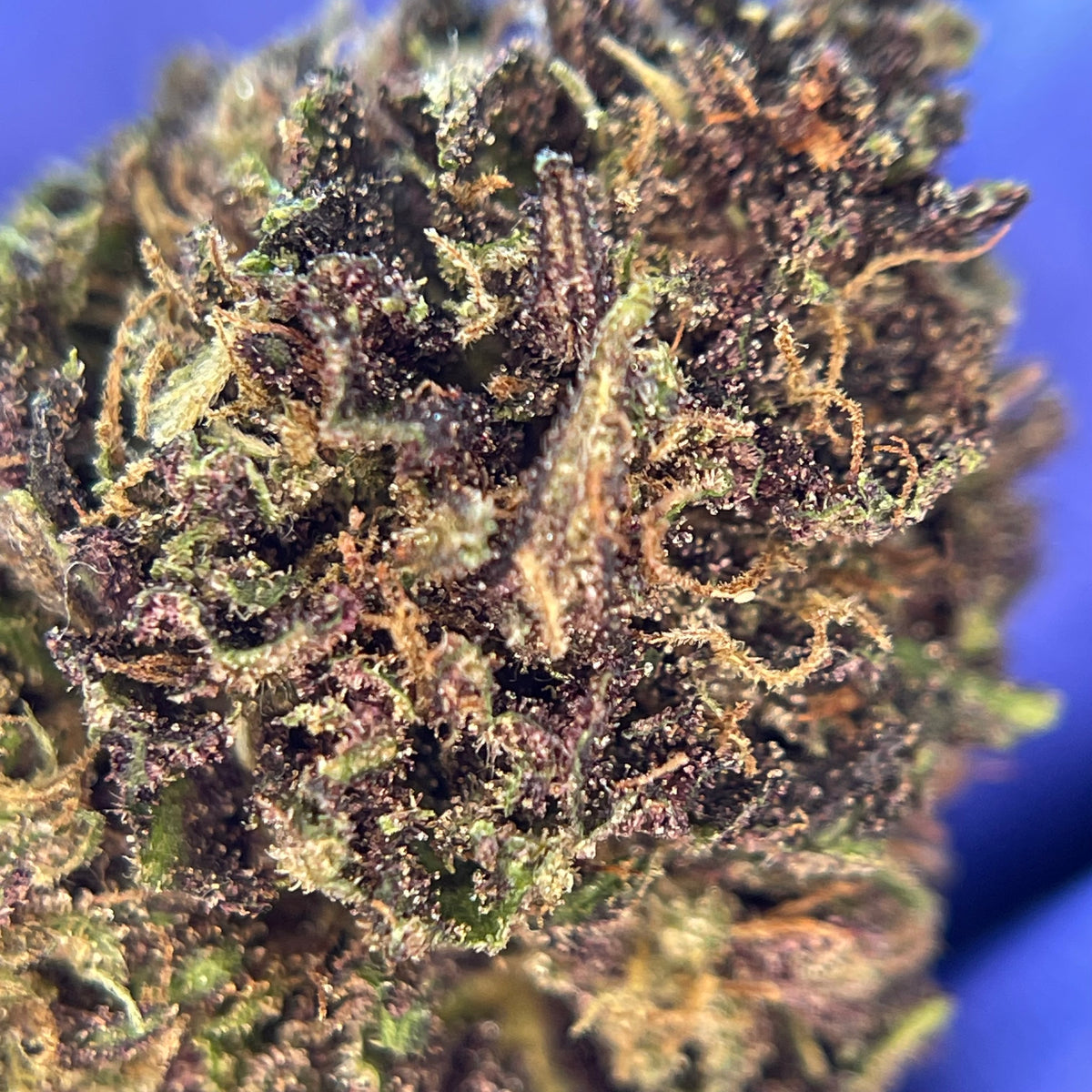 SAUCIÈRE, fleurs CBD — fleurs présentées en gros plan