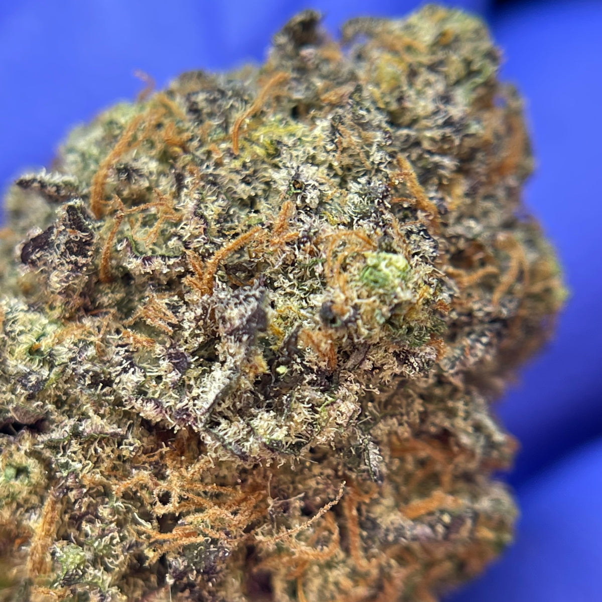 SOUR APPLE GRANITA, fleurs CBD — autre vue des fleurs