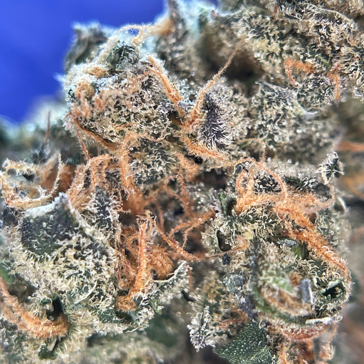 BLACK BERZERKER, fleurs CBD — détail des fleurs et des trichomes