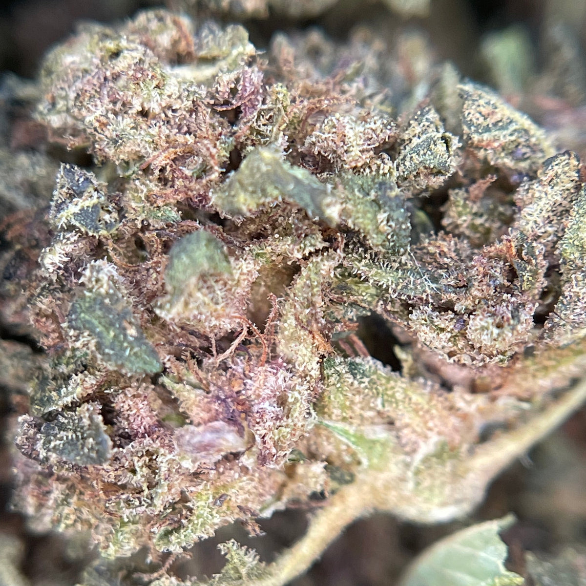 BANANA YAK CBD, fleurs CBD — vue rapprochée des têtes