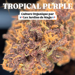 TROPICAL PURPLE | HIGH GRADE CBD | Culture Organique par "Les Jardins de MAGU"