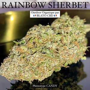 RAINBOW SHERBET | Phénotype CANDY exclusif |  HIGH GRADE CBD | Culture Organique par “BLATO CBD"