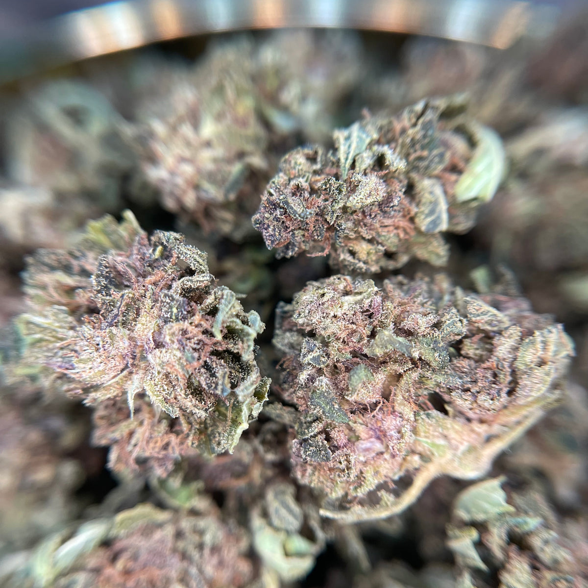 BANANA YAK CBD, fleurs CBD — gros plan sur la texture des têtes