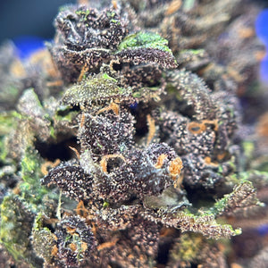 BLOOD ORANGE DIESEL | HIGH GRADE CBD | Cultivée en Green House Organique par “Happy Pousse”