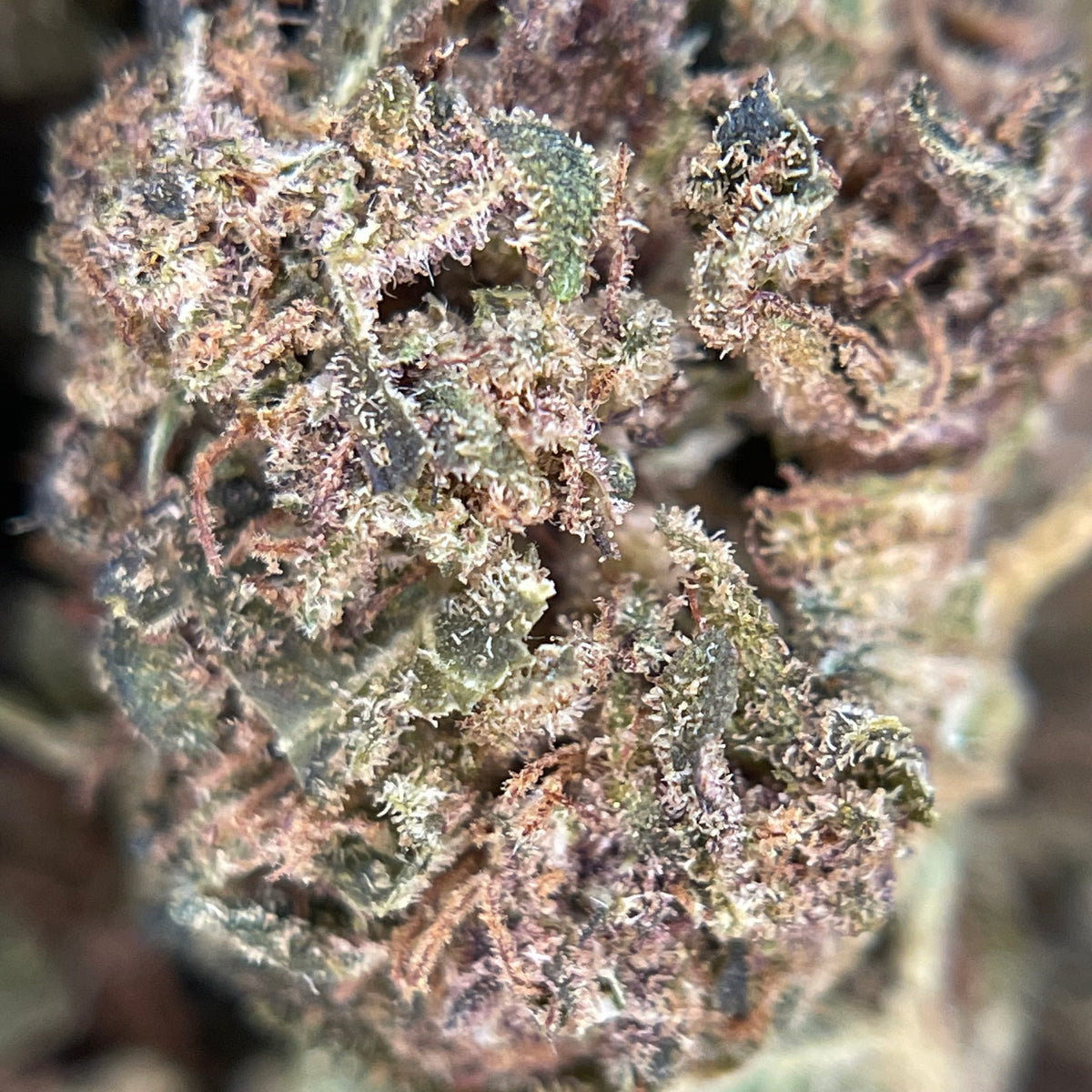 BANANA YAK CBD, fleurs CBD — détail des fleurs et des trichomes