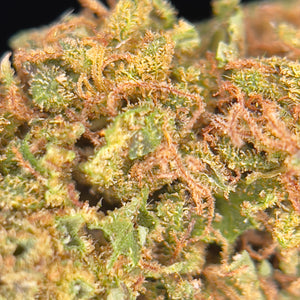 LEMON CREAM | Baby Buds | Culture sur sol vivant par “L'herbe Enchantée"