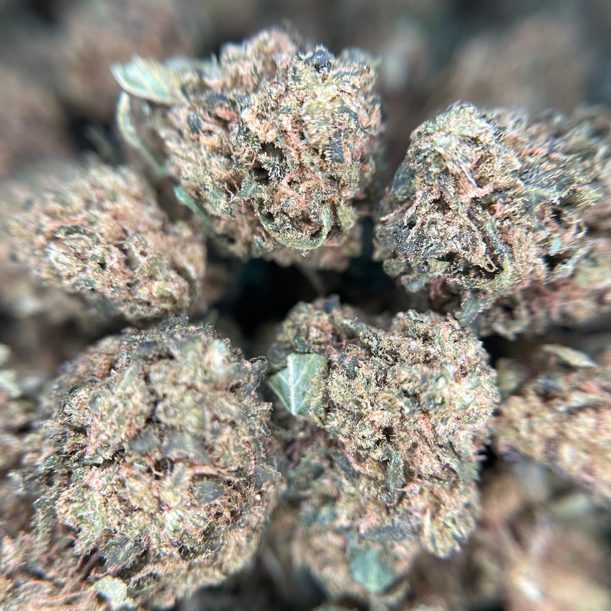 GUAVA PARK, fleurs CBD — vue rapprochée des têtes