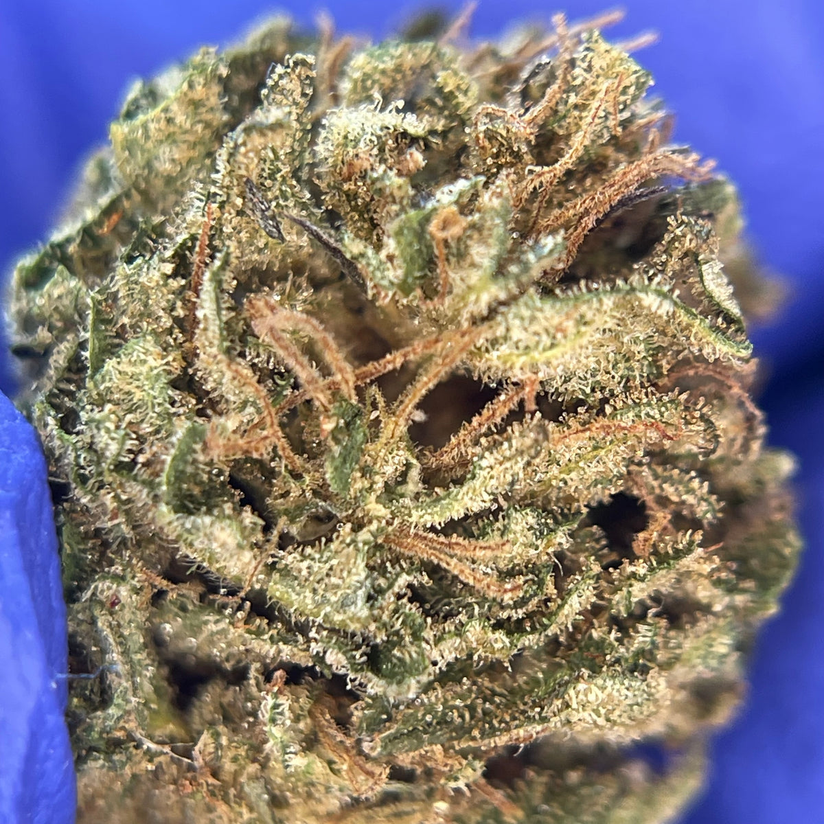 SAUCIÈRE, fleurs CBD — gros plan sur la texture des têtes