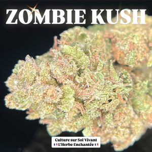 ZOMBIE KUSH | Baby Buds | Culture sur sol vivant par “L'herbe Enchantée"
