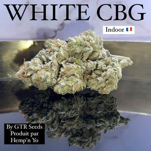 WHITE CBG |  GTR Seeds | Produite par "Hemp'n Yo" | Indoor Français